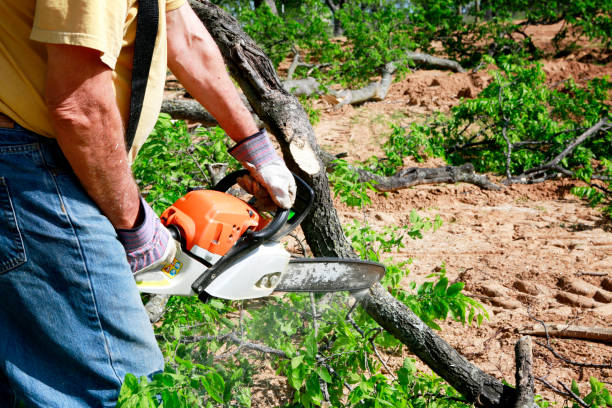 Large Tree Removal in South Gull Lake, MI